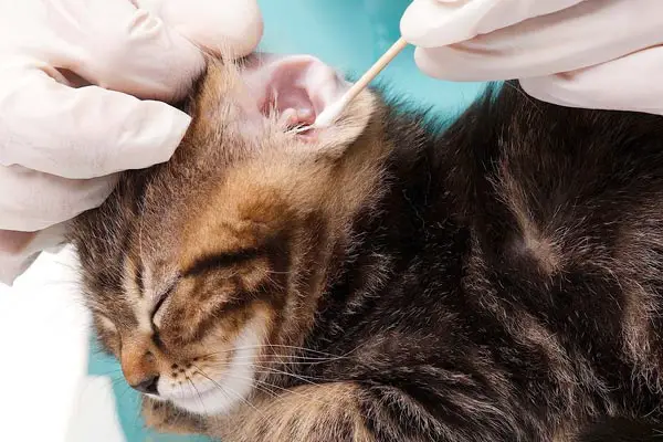 How to Clean Your Cat’s Ears: The Ultimate Guide