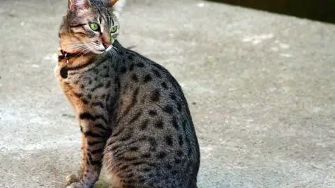 15 Rare, Beautiful, and Expensive Cat Breeds Around the World