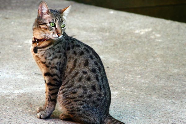 rare cat breeds