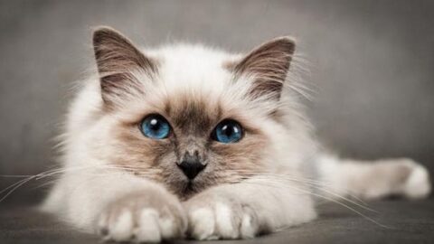Great Cat Breeds to Pick If You Live in an Apartment
