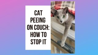Cat Peeing On Couch