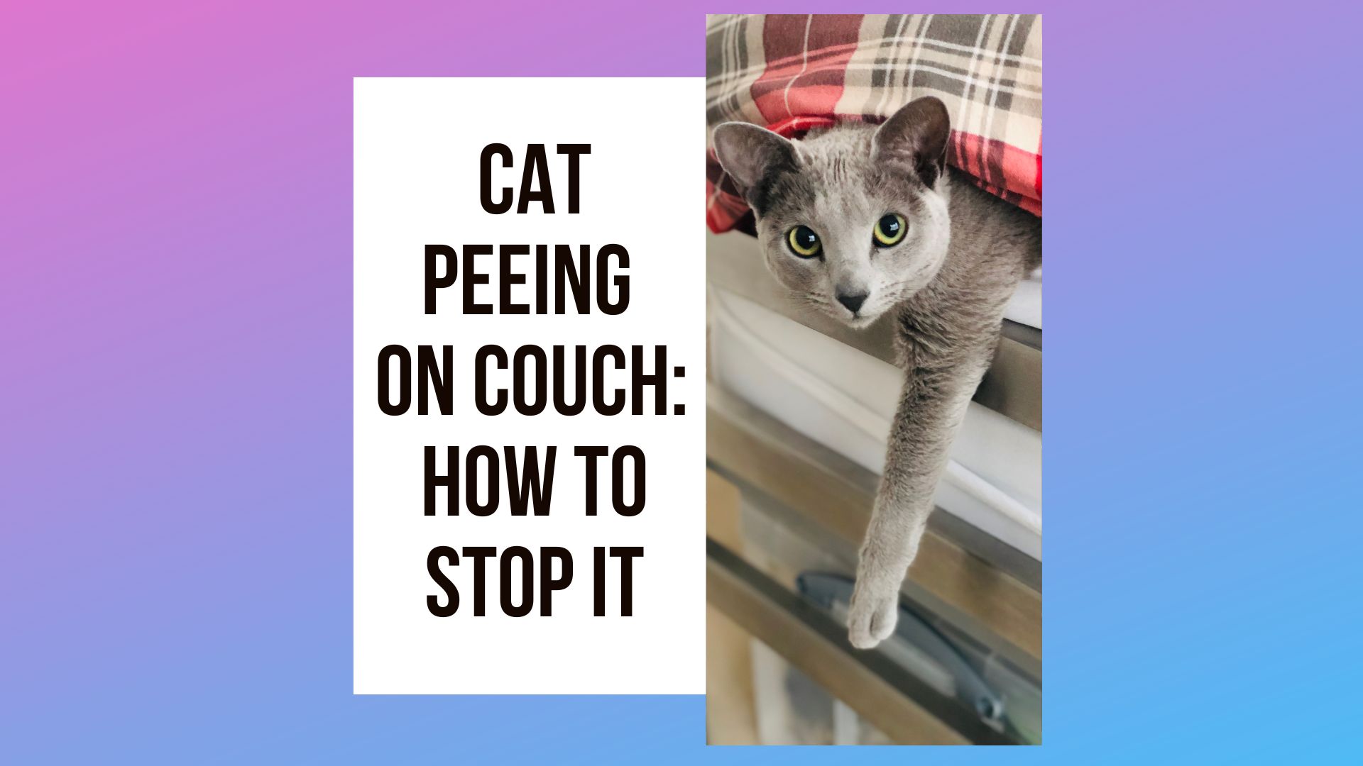 Cat Peeing On Couch