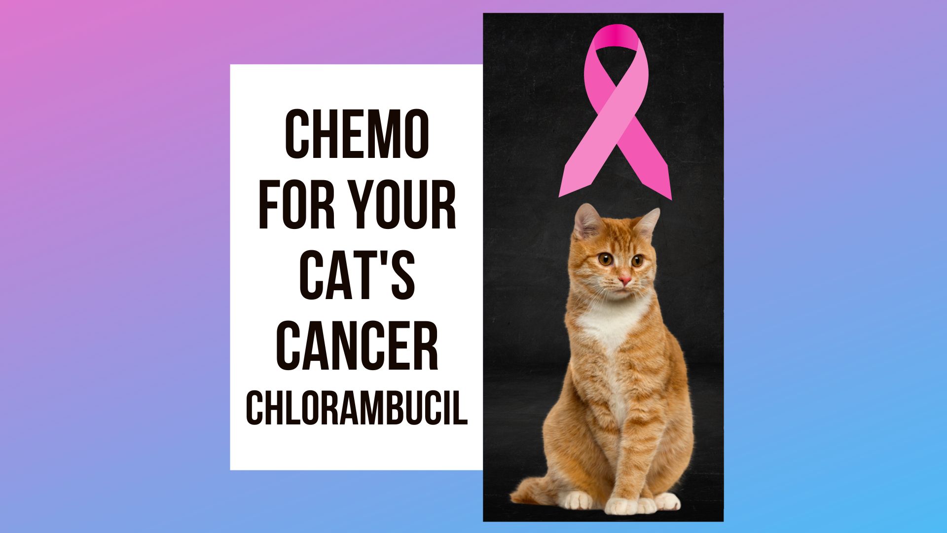 Chemotherapy For Your Cat's Cancer