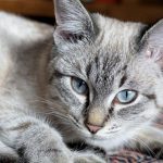 Liver Disease In Cats