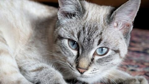 Liver Disease in Cats: Why Does Your Cat Look Yellowish?