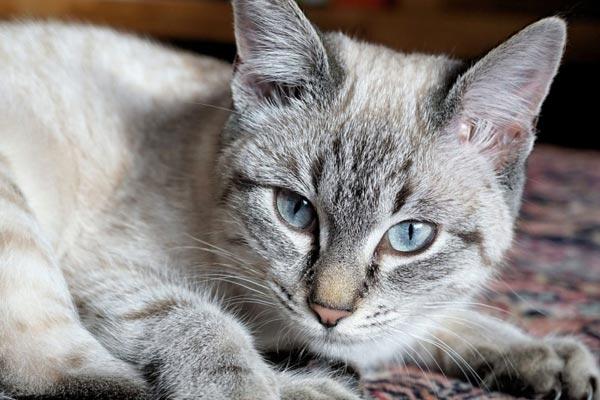 Liver Disease in Cats: Why Does Your Cat Look Yellowish?