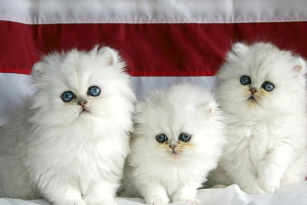 Persians cats