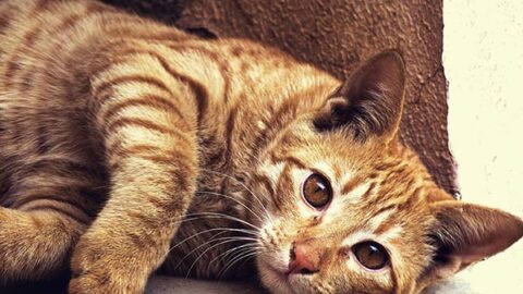 Feline Arthritis: Identification and Management