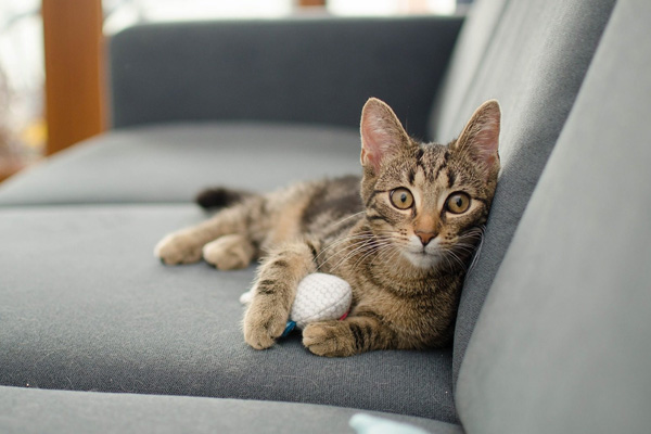 cat peeing on couch