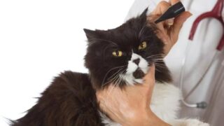 home remedies for ear mites in cats