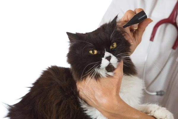 home remedies for ear mites in cats