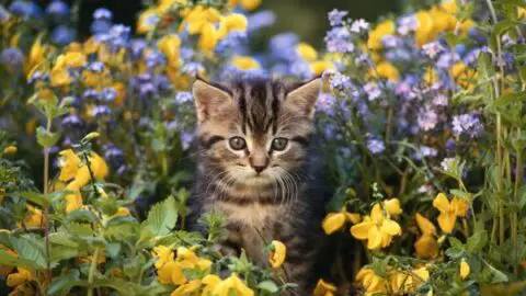 How to Keep Cats Out of Flower Beds: Ways To Protect Your Garden