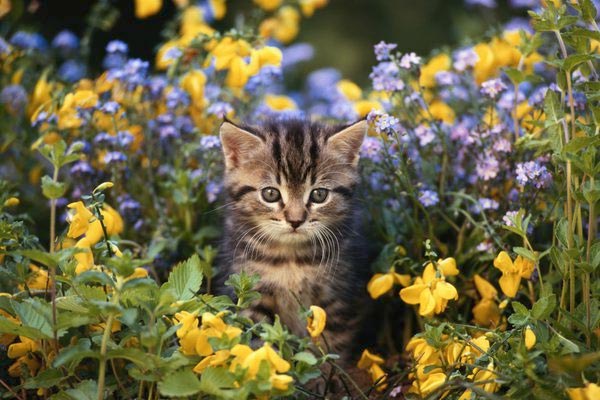 How Can Safely Keep A Cat Out Of Your Flower Beds Traveling With