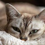 pain relief for cats