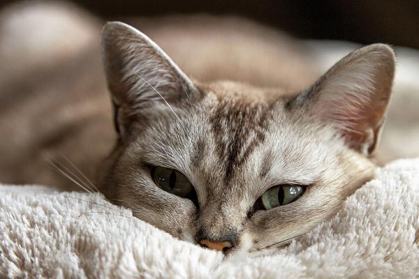 pain relief for cats