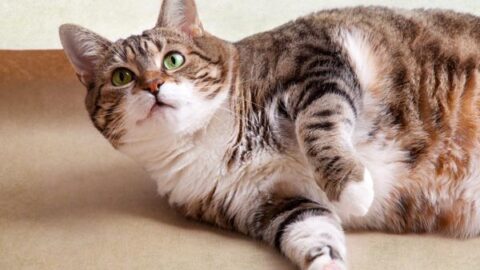 Weight Loss in Cats: When Should You Worry about