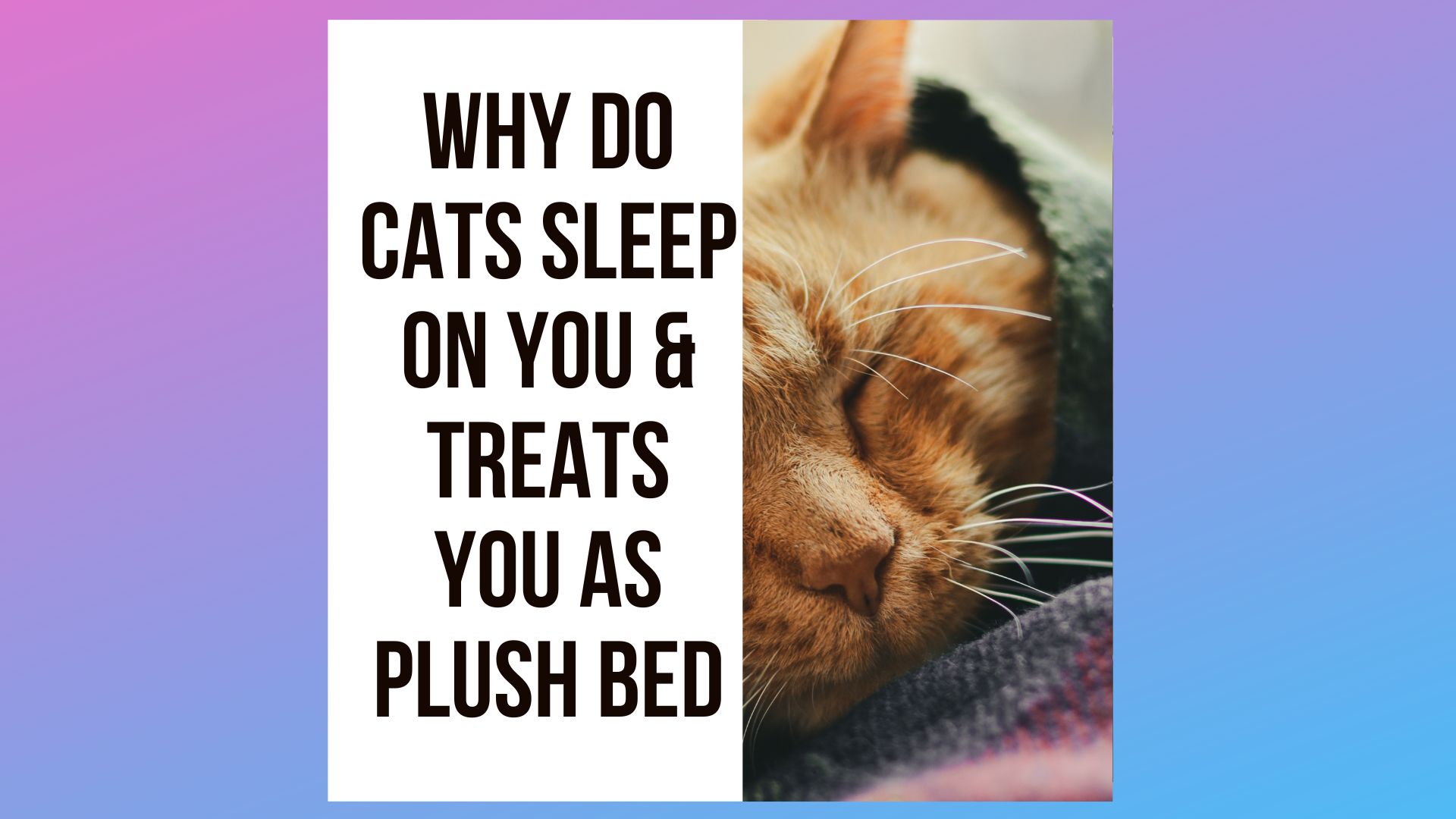 Reasons Why Your Cat Treats You Like A Plush Bed At Night