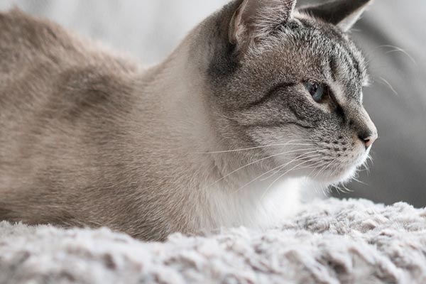 Natural Antibiotics for cats