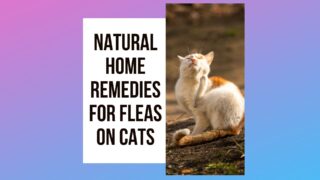 home remedies for fleas on cats