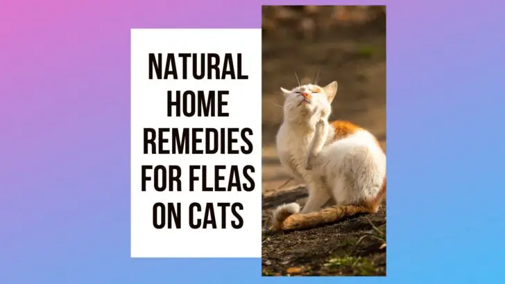 Fight Fleas on Your Feline the Natural Way