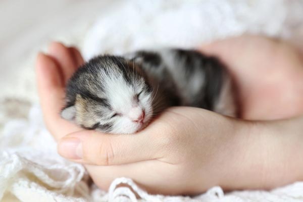 constipated newborn kitten