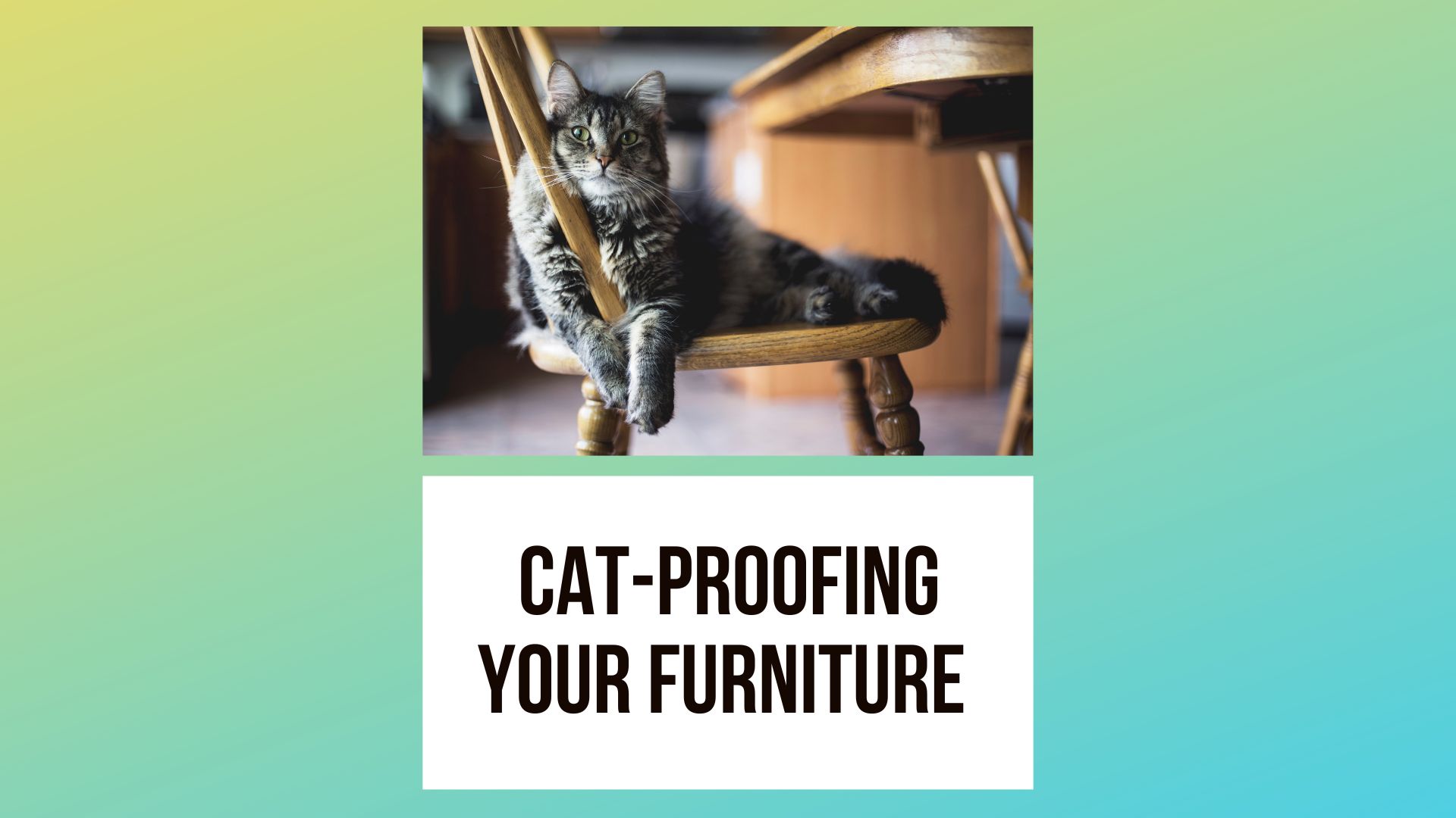 Cat-Proofing Your Furniture: Tips