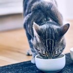 best cat food for sensitive stomachs