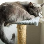 best cat tree for large cats