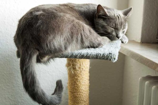 best cat tree for large cats