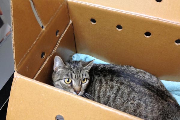 Keep Your Cat Safe While Traveling without a Carrier Traveling