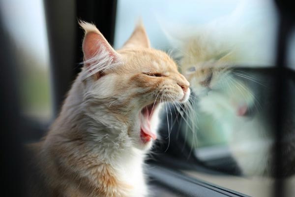 10 Tips On How to Travel with Your Cat on the Bus