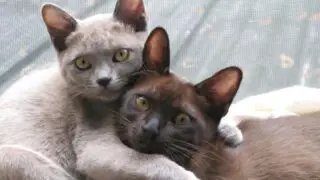 Affectionate Cat Breeds