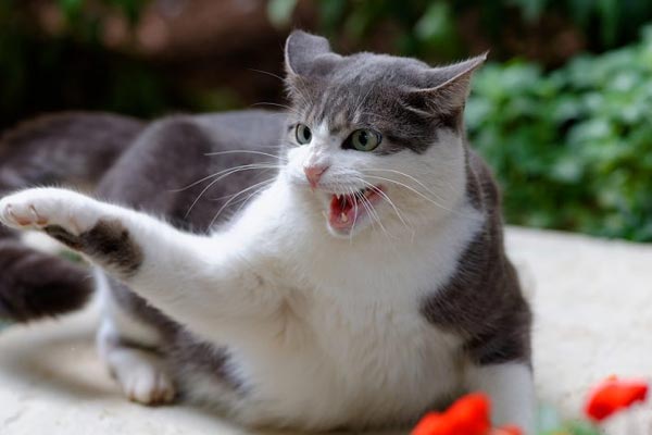 How to Stop Play Aggression in Cats? 10 Tips