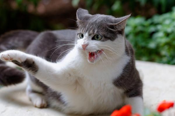 Aggression in Cats