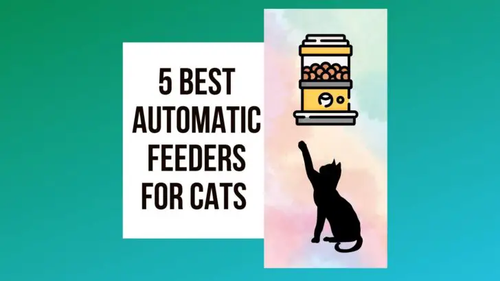 5 Best Automatic Feeders For Cats In 2022