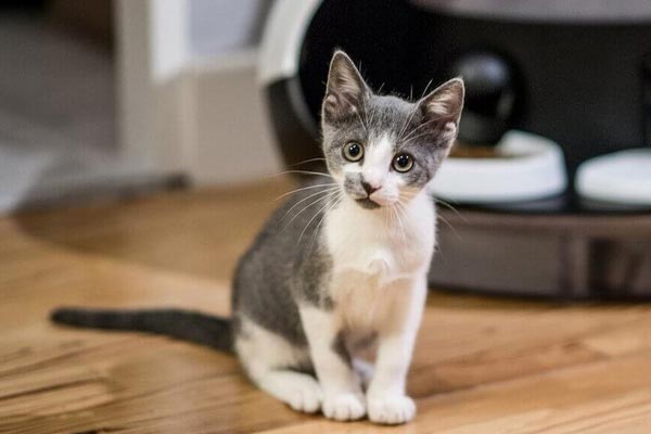 The 5 Top Rated Automatic Cat Feeders Traveling With Your Cat