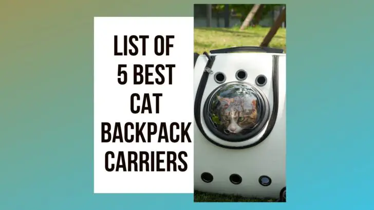 List of 5 Best Cat Backpack Carriers