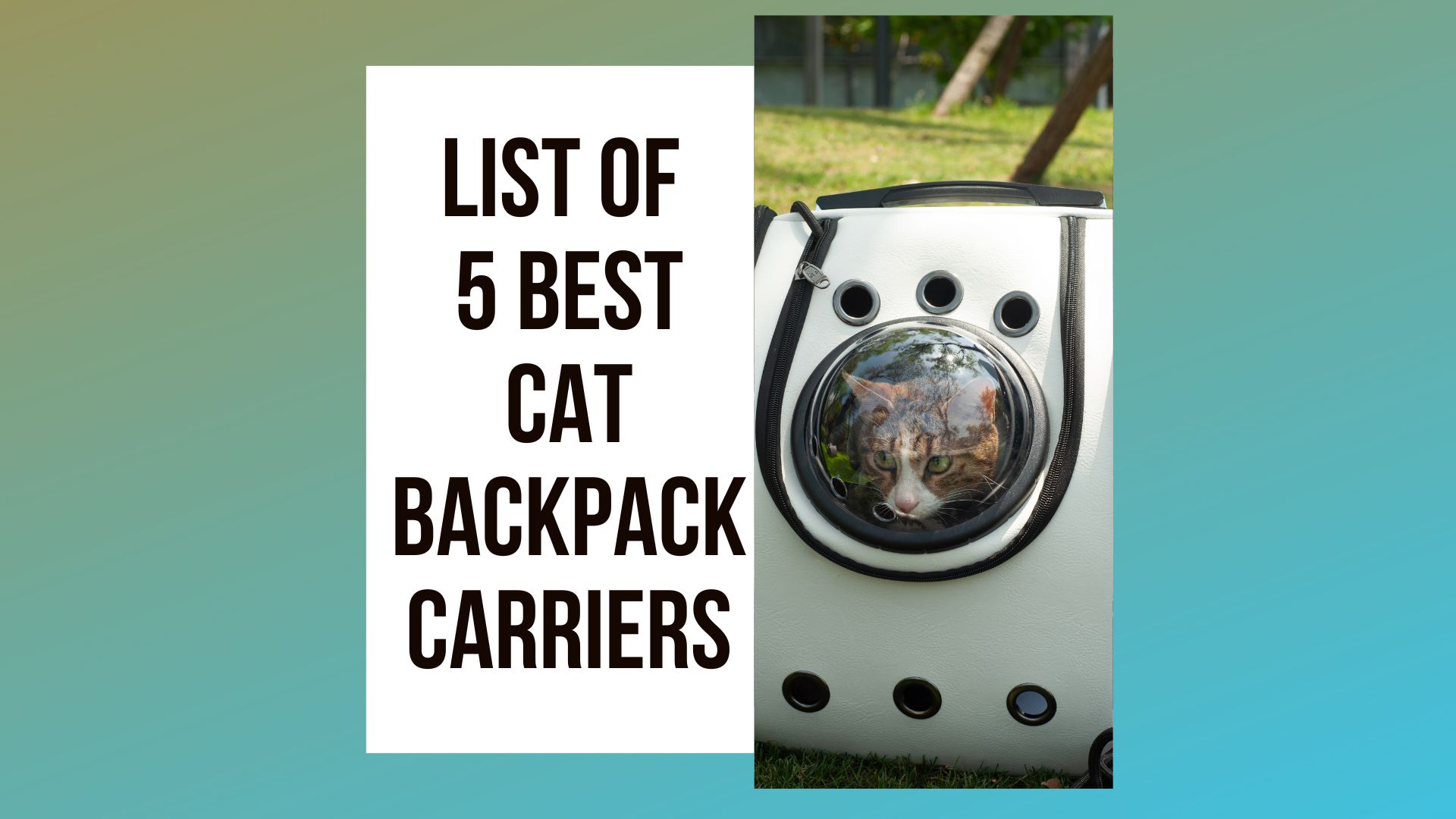 Best Cat Backpack Carriers