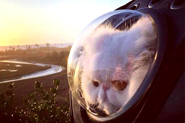 best backpack cat carrier