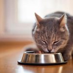 Best Cat Foods For Urinary