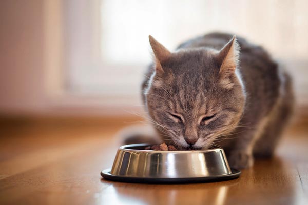 Best Cat Foods For Urinary