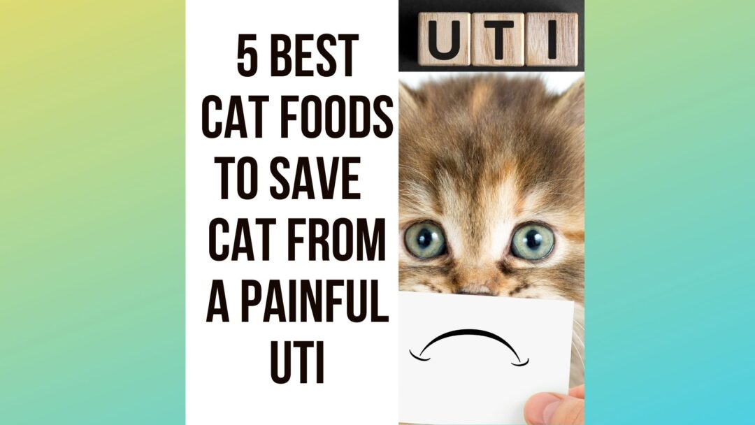 5 Best Cat Food For Urinary Health & Painful UTI Traveling With Your Cat