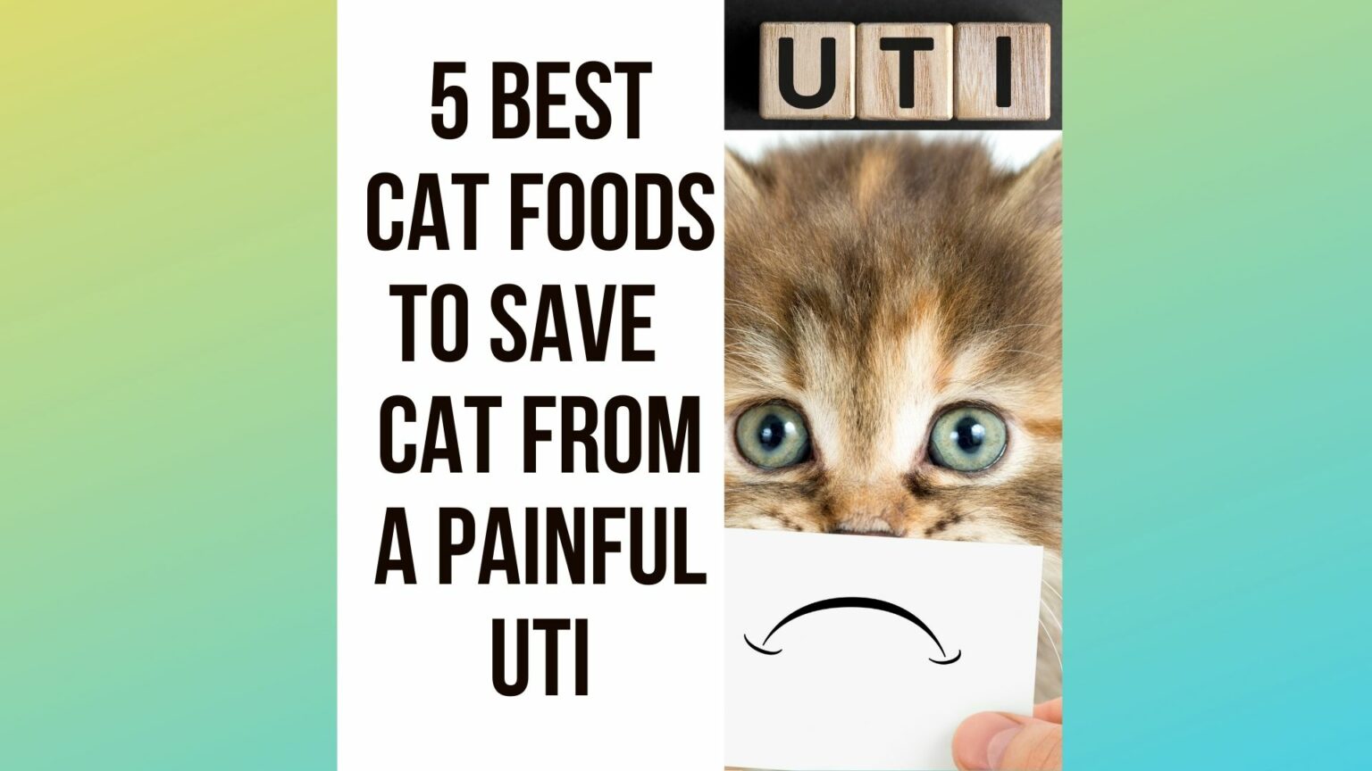 5 Best Cat Food For Urinary Health & Painful UTI Traveling With Your Cat