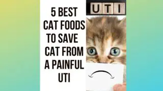 Best Cat Foods To Save Your Cat From A Painful UTI