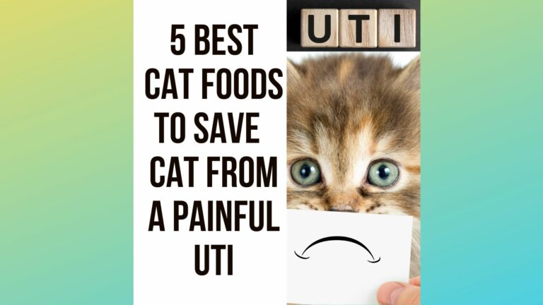 5 Best Cat Food For Urinary Health & Painful UTI