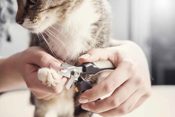 Best Cat Nail Clippers