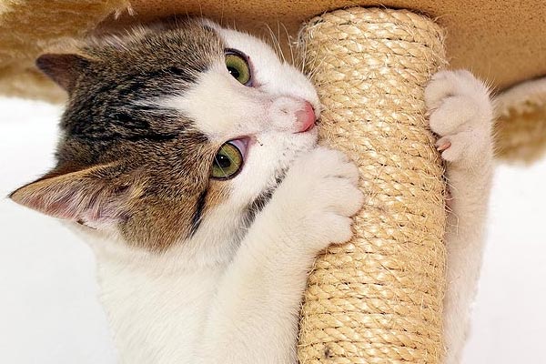 olga cat scratching post