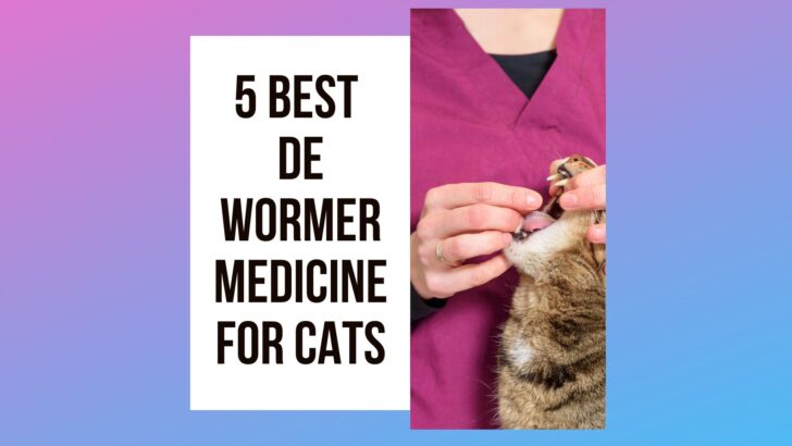 Keep Your Cat and Your Family Safe with These Top 5 Dewormers