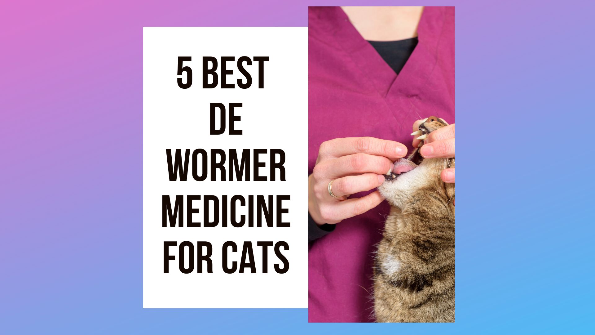 5 Best Dewormer For Cats