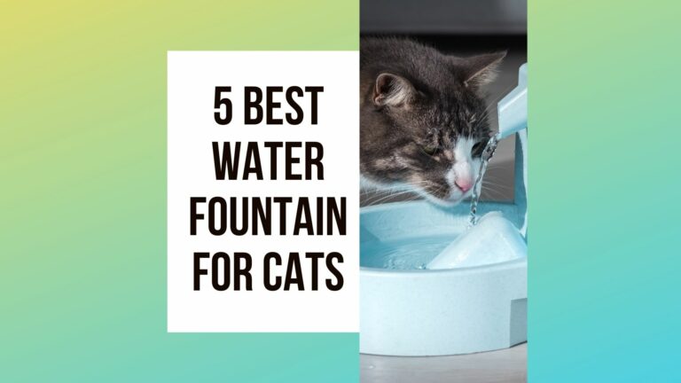Best Water Fountain For Cats: 5 Top ones